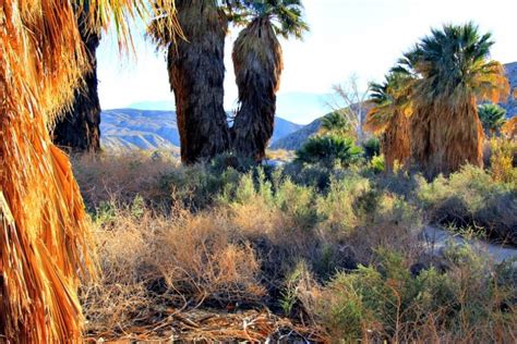 Coachella Valley Preserve: A Desert Oasis - RVing with Rex