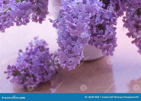 Lilacs of Bouquet in a White Ceramic Vase in Rainy Weather in a Spring ...