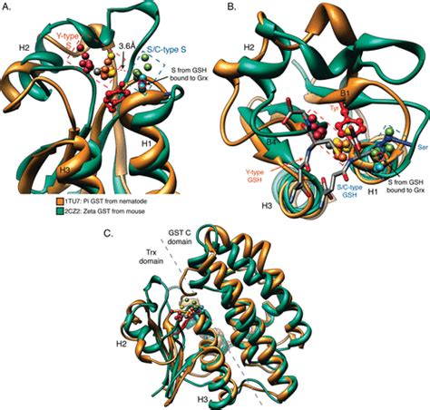 Glutathione Transferases Are Structural and Functional Outliers in the ...