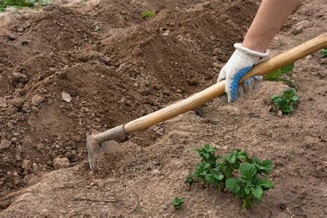 Different Types Of Garden Hoes: Uses For Hoes In The Garden