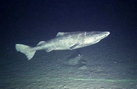 Rare Greenland Sharks Captured on Film in Canadian Arctic | Biology ...