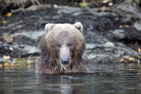 500+ Stunning Alaska Pictures [HD] | Download Free Images on Unsplash | Animal lover, Alaska ...
