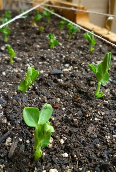 Growing Peas in Containers - Dengarden