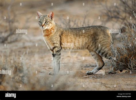 An African wild cat (Felis silvestris lybica), Kalahari desert, South Africa Stock Photo - Alamy