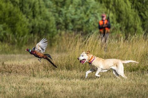 What Hunters Should Know About South Dakota's Extended Hunting Season ...