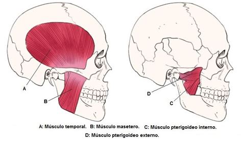 Músculos de la masticación y sus movimientos. – hr-dental.com