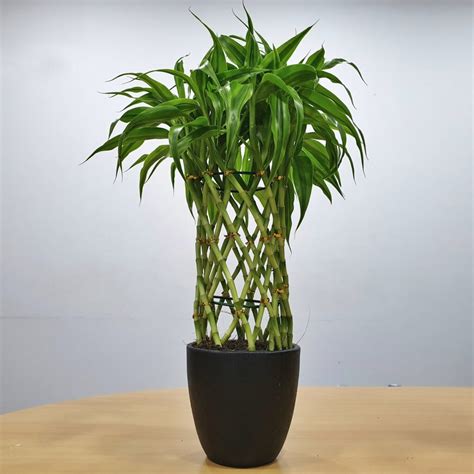 Buy Lucky Bamboo in Black Pot - Premium Indoor Plant (Large) - #P-941 in Pannipitiya, Colombo ...