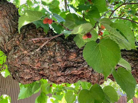 Morus nigra, black mulberry | Trees of Stanford & Environs