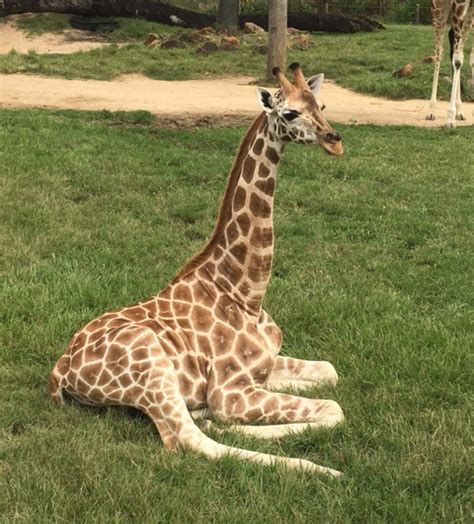 Giraffe arrives at Wellington Zoo | Wellington Zoo