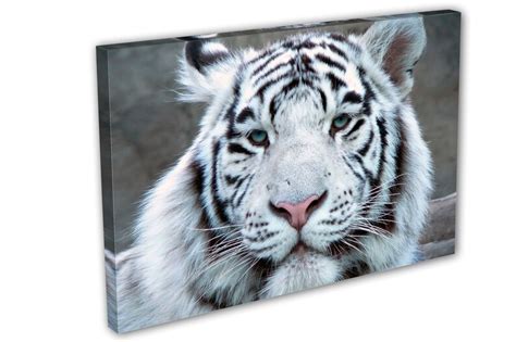 White Tiger Wall Art Closeup Canvas Print. Wildlife - Etsy