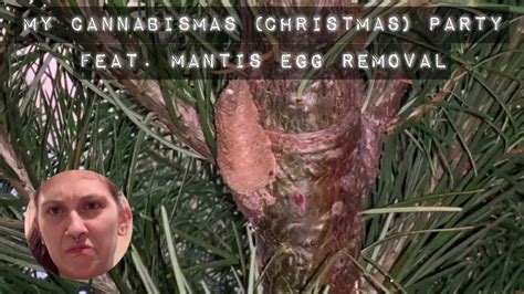 I FOUND A PRAYING MANTIS EGG IN MY TREE | CHRISTMAS PARTY EDITION - YouTube