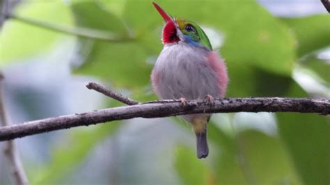 Cuban Tody | MarkEisingBirding