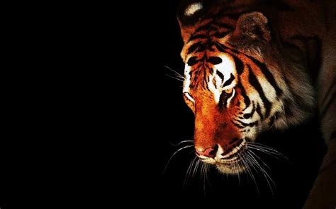 Download Animal Tiger HD Wallpaper