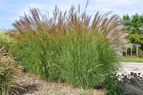 WHAT IS ELEPHANT GRASS? |The Garden of Eaden