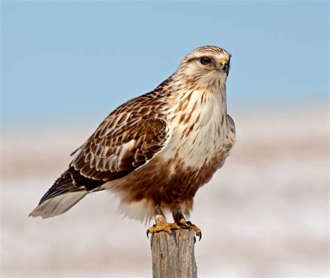 Rough-legged buzzard definition and meaning | Collins English Dictionary