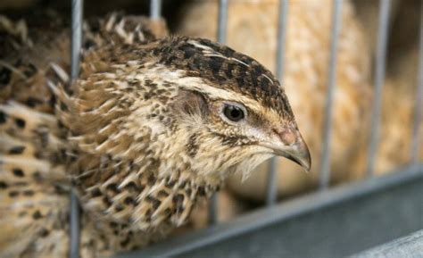 Why You Should Consider Quail Farming on Your Homestead