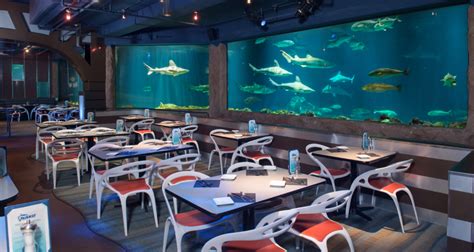 Dinner Alongside Sharks at SeaWorld - park admission is not required