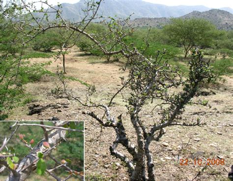 Habitat of Commiphora wightii. Lower left: Fruits | Download Scientific Diagram