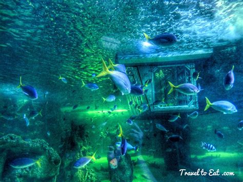 Larger Tropical Fish. Sydney Aquarium, Australia - Travel To Eat