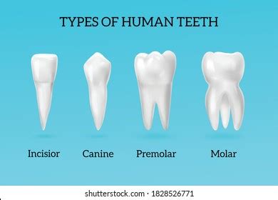 12,056 Types Teeth Images, Stock Photos, 3D objects, & Vectors ...