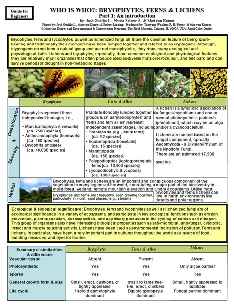 What are Bryophytes? - Cape Horn Bryophytes