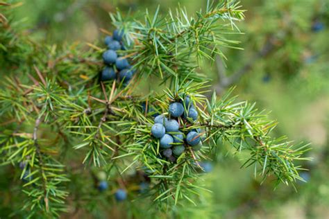 RP Seeds : Juniperus communis (Common Juniper) 30 seeds £2.20