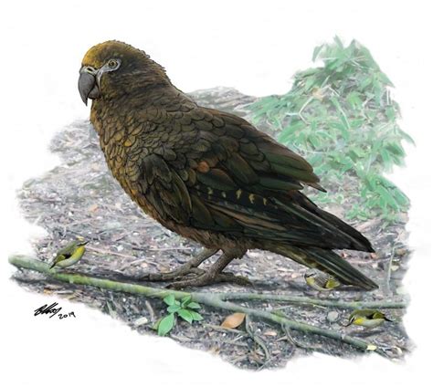 Giant parrot discovered In New Zealand - Strange Sounds