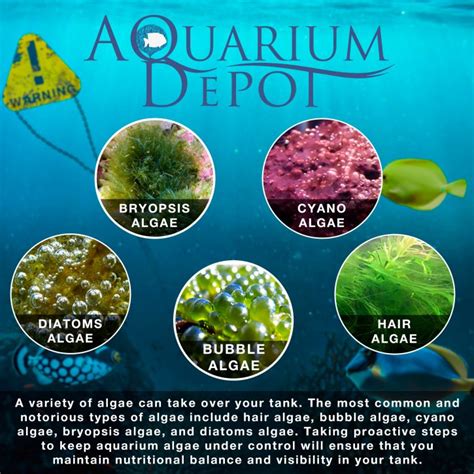 different types of algae - My Reef