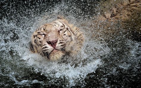 Photos tiger Big cats Drops Water splash Water Wet Head Animals