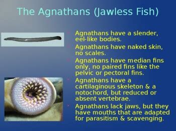 Class Agnatha Introductory notes by BioDiva | TPT