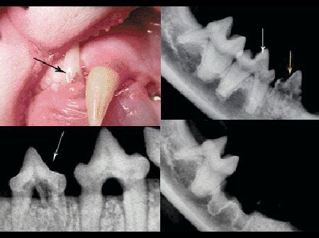 Tooth Resorption in Cats Unfortunately Often Goes Undiagnosed