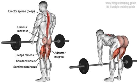 What Back Muscles Does Deadlift Work - What Does