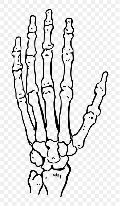 Anatomy Vintage Illustration Skeleton Hand Images | Free Photos, PNG Stickers, Wallpapers ...