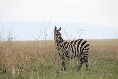 Serengeti - Green Africa Guide