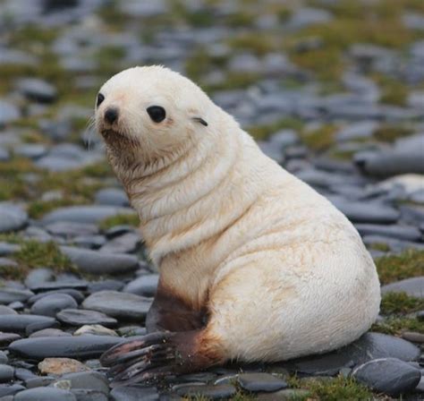 Sooo cute Baby Antarctic Fur Seal | Cute little animals, Cute animals, Cute baby animals