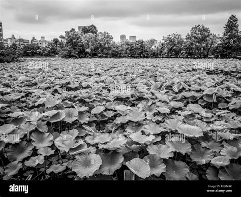 Japanese culture japanese tradition tokyo ueno Black and White Stock ...