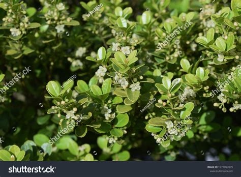 Japanese Holly Flowers Aquifoliaceae Evergreen Shrub Stock Photo 1977097079 | Shutterstock