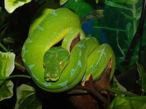 15 Cool Green Tree Python Morphs With Pictures