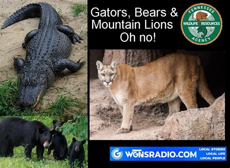 Gators, Bears and Mountain Lions - WGNS Radio