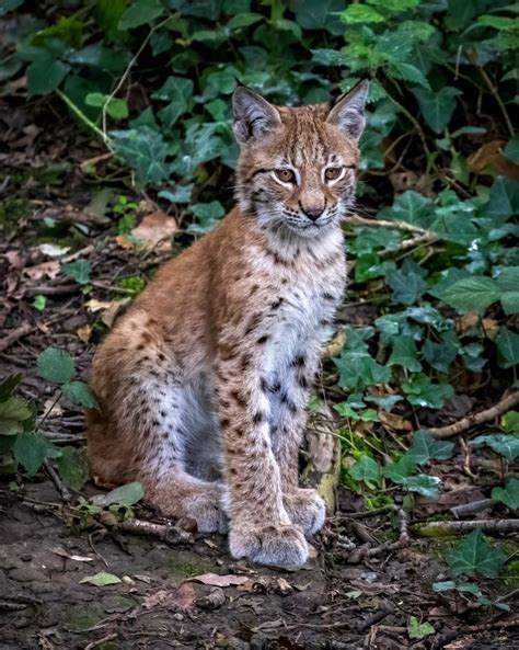 Female Eurasian Lynx Cub / Wild Place Project / 4-9-20 - ZooChat