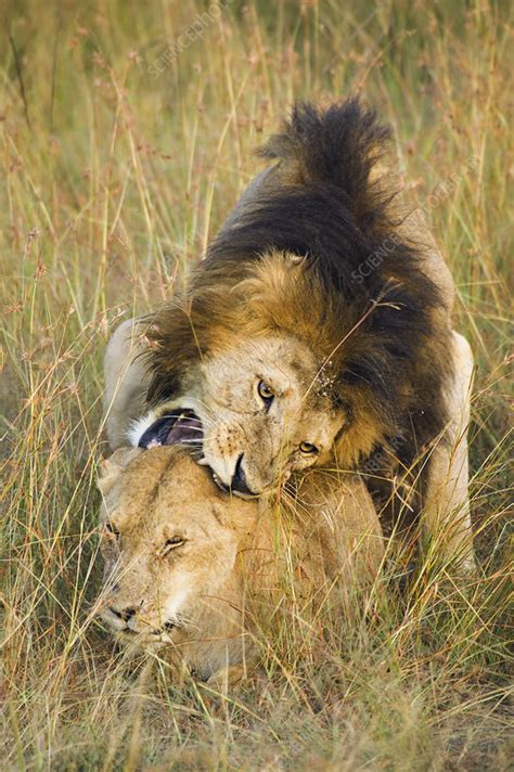 Lions Mating - Stock Image - C002/1570 - Science Photo Library