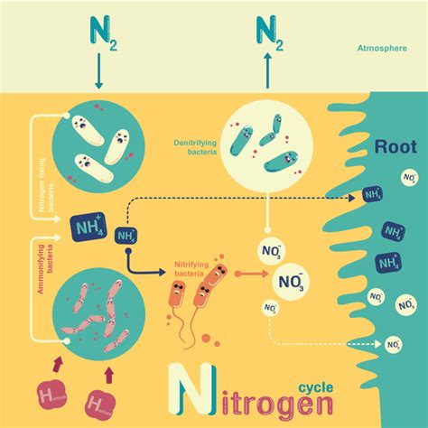 Nitrification-Denitrification Bacteria - Dynamix Agitators - Dynamix Inc