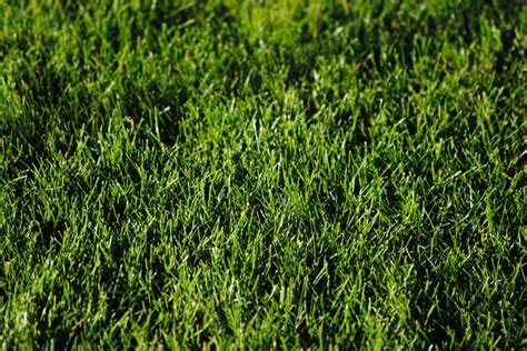 Low Maintenance Grass Types (that can survive kids & pets) | Lawn Chick