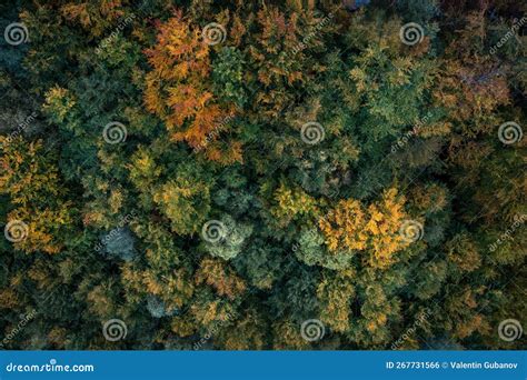 Colorful autumn trees stock photo. Image of mystery - 267731566