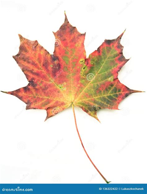 Colourful Autumn Leaves Isolated on White Background - the Colours of ...