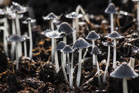 Tourist Killed in Bali Magic Mushrooms Misadventure - Indonesia Expat