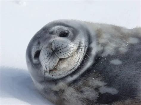 Weddell Seal Facts | Weddell Seal Diet & Habitat