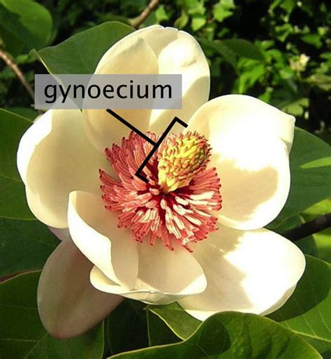 Difference Between Androecium and Gynoecium | Compare the Difference ...