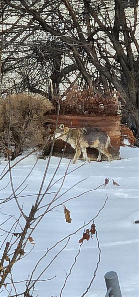 is this a coywolf? spotted in my backyard and has been lingering around the past few weeks ...