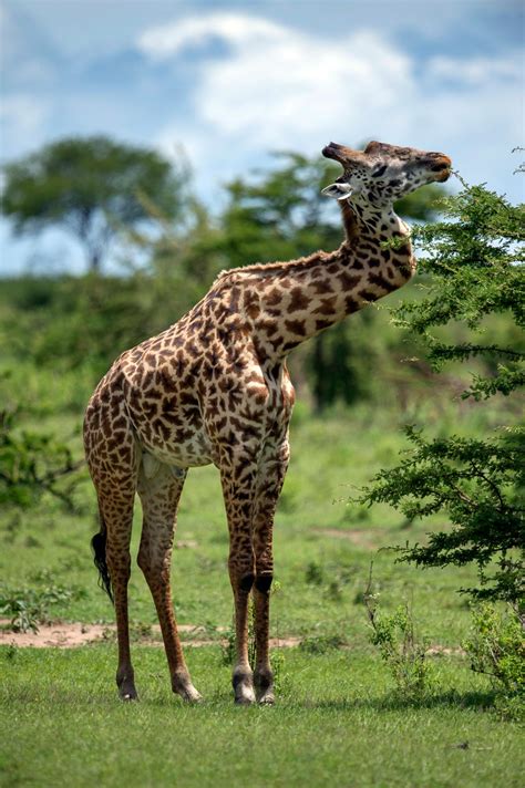 Giraffe survives battle injury, adapts to life with zig-zag neck (PHOTOS) | wtf | Earth Touch News